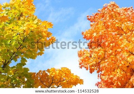 Autumn colors, Maple foliage. The Sugar Maple (Acer saccharum) is major source of sap for making maple syrup.