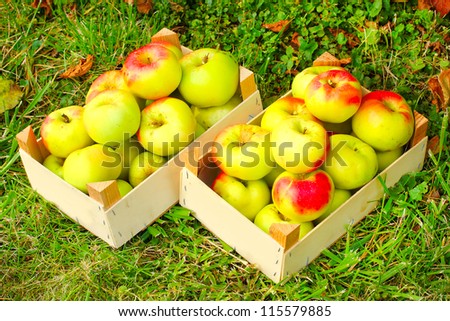 Red and yellow apples in the wooden box. Autumn at the Bio garden.
