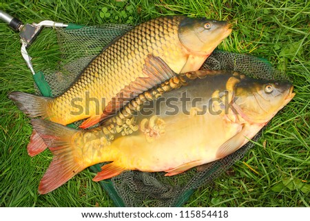 Fish on fishing net. The Common Carp ( Cyprinus Carpio ). In Central Europe ( Poland and Czech Republic ), fish is a traditional part of a Christmas Eve dinner.