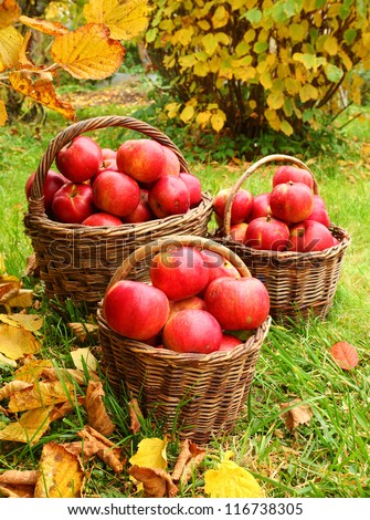 Red apples in the basket. Autumn harvest at the Bio orchard.
