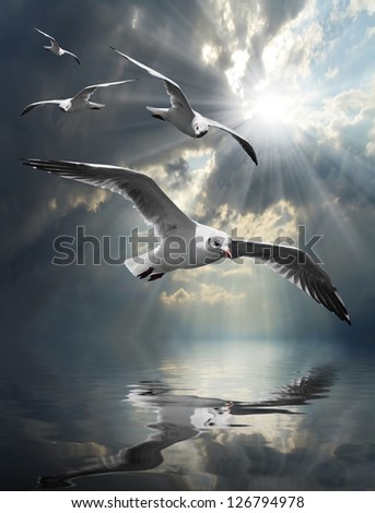 Similar – Image, Stock Photo freedom birds gulls