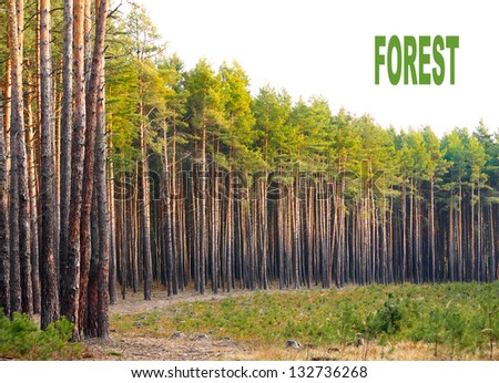 Scots Pine (Pinus sylvestris) forest with white background. Renewable energy concept. Picture with place for your text.
