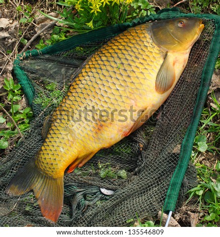 Catching fish - start of fishing season.  The common carp in a landing net.