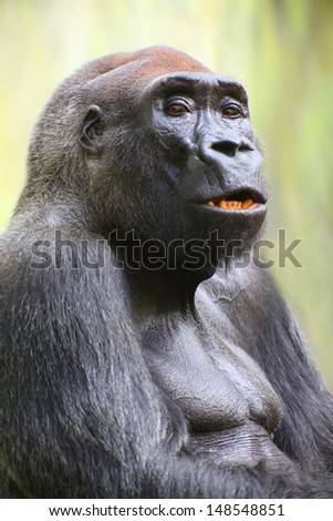 The Gorilla portrait.