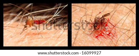 Life and Death of Anopheles mosquito - dangerous infection vehicle - closeup
