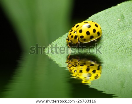 Ladybug on the leaf above water level