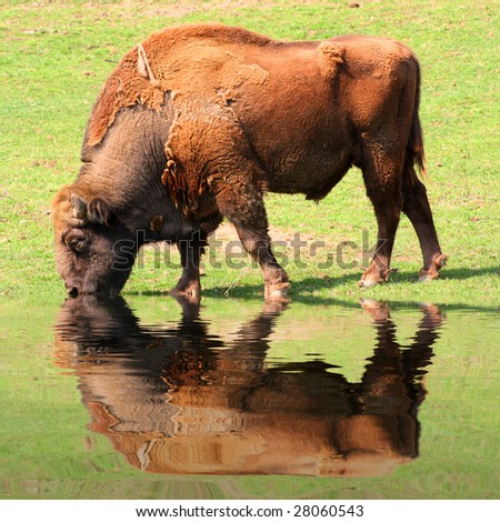 American Bison on a watering place in well-known Sumava national park - Czech Republic - Europe