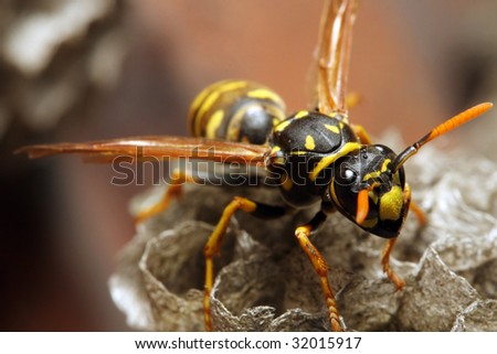 Close-up of a live Yellow Jacket Wasp