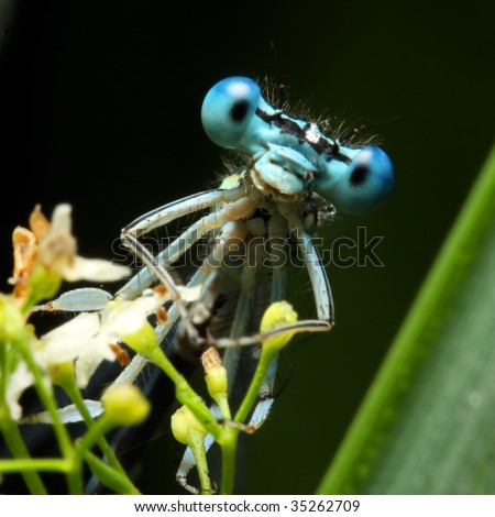 Blue dragonfly on a flower - funny portrait