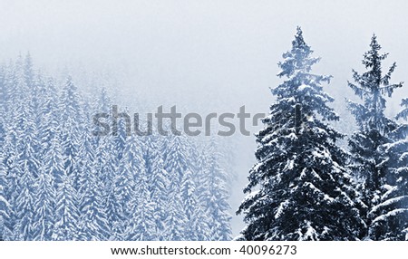 Misty day. Snow-cowered trees in National park Sumava - Czech Republic Europe. Monochrome photography.