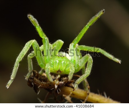 The green huntsman spider (Micrommata virescens)female. It does not build a web, and hunts insects in green vegetation, where it is well camouflaged.