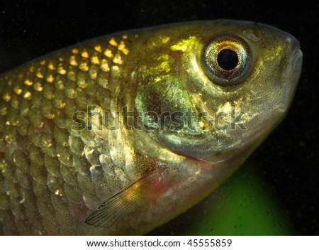 The Crucian Carp (Carassius carassius) is a member of the family Cyprinidae.