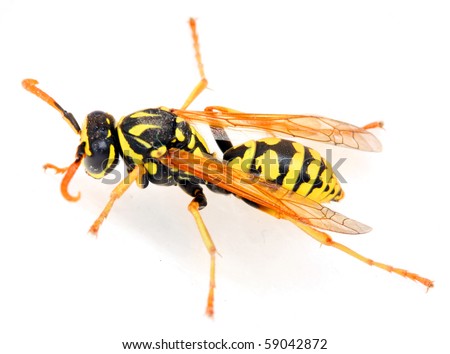 Close-up of a live Yellow Jacket Wasp. Macro with shallow DOF.