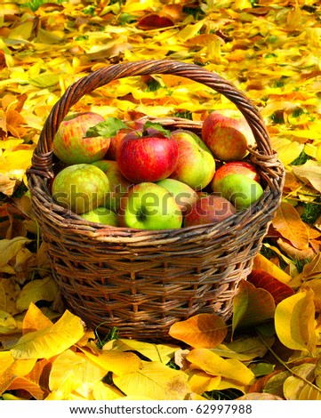 Red and yellow apples in the basket - Autumn at the rural garden.