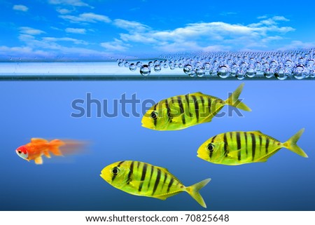 Predatory fish and little gold-fish