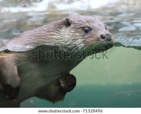 Closeup shot of the European Otter (Lutra lutra).