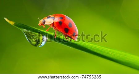 Ladybug drinking fresh morning dew.