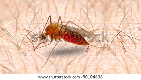 Anopheles mosquito - dangerous vehicle of infection