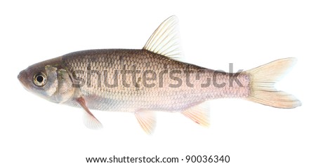 The Common Dace (Leuciscus Leuciscus) Is A Fresh Or Brackish-Water Fish ...