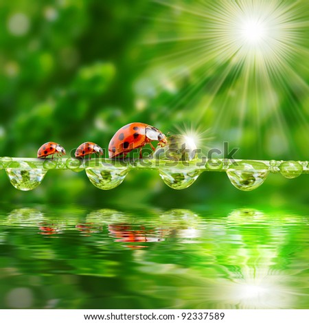Funny picture of ladybugs family on a dewy grass.