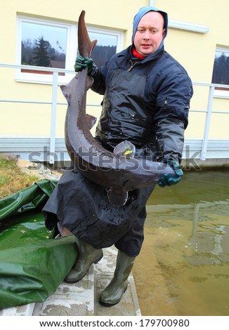 VODNANY CZECH REPUBLIC - FEBRUARY 26, 2014: unidentified fisherman with caught Sturgeon in fish nursery. Fish farming is Czech\'s traditional industry with a very long history dating back to 1550.