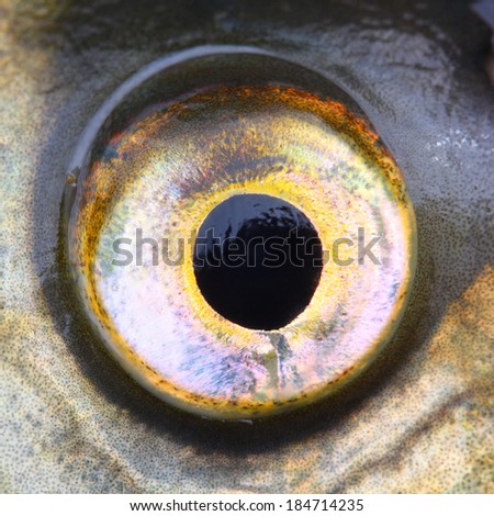 Close up of a fish eye (Common bream - Abramis brama)
