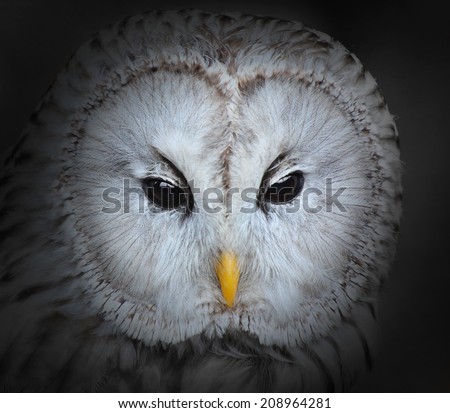 The evil eyes. The Ural owl (Strix uralensis).