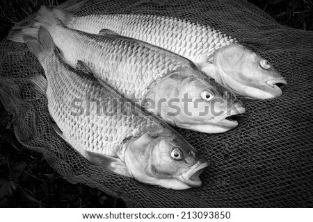 Catch of fishes. European Chub (Squalius cephalus) on a landing net. Black and white photography.