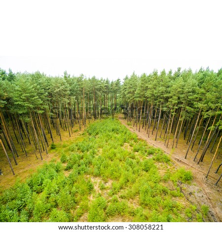 Scots Pine (Pinus sylvestris) forest with white background. Renewable energy concept. Picture with place for your text.