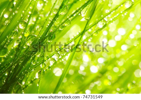 Image, Stock Photo nature meadow grasses close up with dew drops in the morning mist in black and white