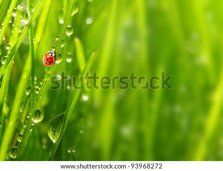 Similar – Image, Stock Photo Ladybug on green leaf