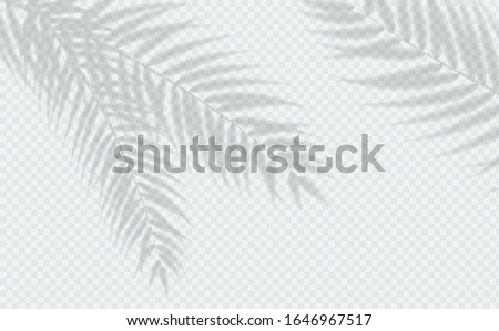 Transparent shadow effects. Vector with shadow overlays on transparent background. Vector of transparent shadows of palm leaf, Leaves