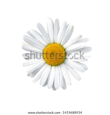 Similar – Image, Stock Photo Common daisie common daisy