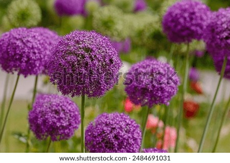 Similar – Image, Stock Photo blue ball with bee flowers