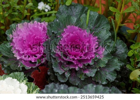 Similar – Image, Stock Photo pink cabbage in a flower vase with strong depth of field