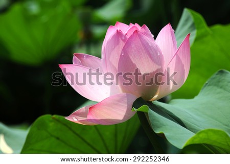 Lotus, l lotus seed
