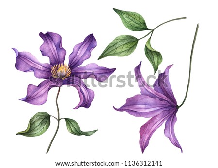 Similar – Foto Bild blühende Clematis in der Hecke