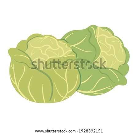 Fresh cabbage vector illustration. Illustration of eco-friendly vegetables.