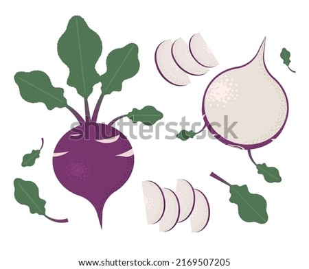 Kohlrabi isolated on a white background. A collection of whole red kohlrabi and sliced ​​sections vector graphic illustration.