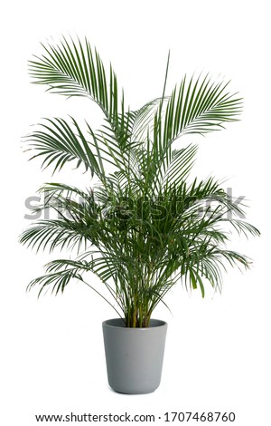 Kentia Palm Tree grey in pots. Houseplant isolated on white background Stock foto © 