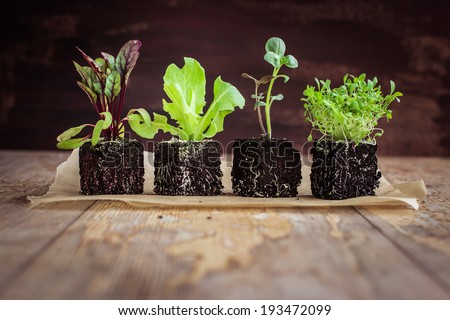 Vegetable seedlings  on rustic wooden table. Selective focus.