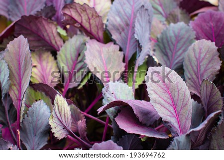 Colorful leaves of red cabbage seedlings. Selective focus on big leaf on the right-hand side.