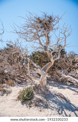 A dead tree on the uninhabited island Chrissi in the south of Crete, in Greece