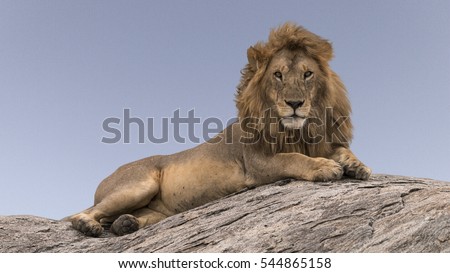 Lion On