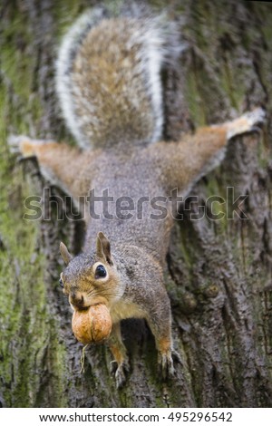 Image, Stock Photo Squirrels upside down on a tree trunk