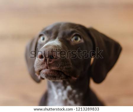 Shutterstock Puzzlepix