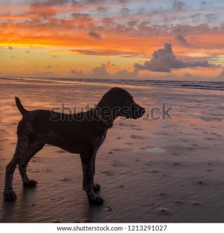 Shutterstock Puzzlepix