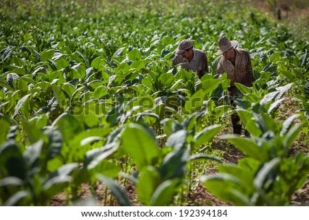 VINALES, CUBA - MARCH 04: Unidentified tobacco farmers collect tobacco leaves in Vinales, on March 04, 2011. Cuba has the second largest area planted with tobacco in the world..