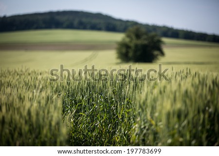 Wheat plantation in agricultural field in Hungary