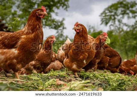 Similar – Image, Stock Photo Organic free range chicken III